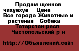 Продам щенков чихуахуа  › Цена ­ 10 000 - Все города Животные и растения » Собаки   . Татарстан респ.,Чистопольский р-н